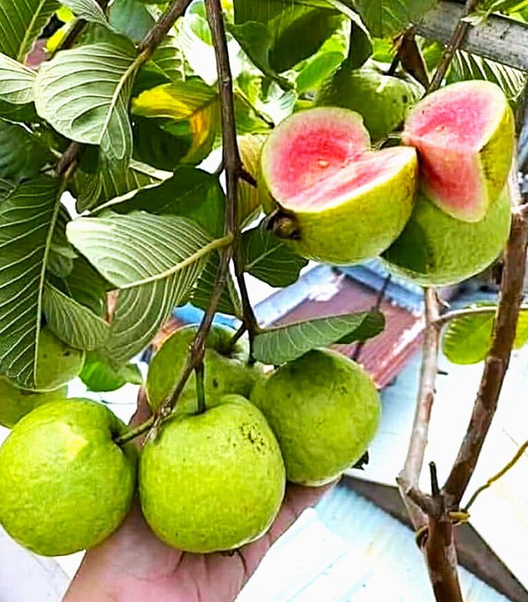 మధుమేహ వ్యాధిగ్రస్తులు జామ పండ్లను ప్రతిరోజు తినొచ్చు.