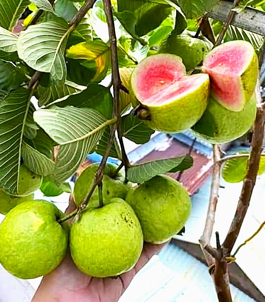 మధుమేహ వ్యాధిగ్రస్తులు జామ పండ్లను ప్రతిరోజు తినొచ్చు.
